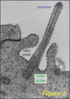 Figure 2 - Transmission electron microscopy of a primary cilium. The axoneme (purple dotted lines), basal bodies (light green dotted lines), and ciliary pocket (black dotted lines) are all highlighted.